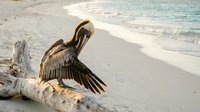 Brown pelican spreading wings on driftwood log at tropical beach with turquoise water and white sand shore for wildlife and nature photography.