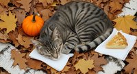 Tabby cat sleeping on white plate surrounded by autumn leaves, small pumpkin and cheese slice on fall-themed surface for seasonal pet and holiday content.