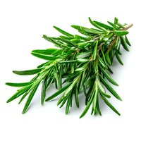 Fresh rosemary sprig with vibrant green needles isolated on white background, commonly used in Mediterranean cooking and aromatherapy.