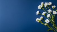 Delicate white baby's breath flowers on dark blue background, fresh floral arrangement with green stems creating minimalist composition for wedding decor.