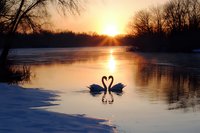Pair of swans forming heart shape silhouette on winter lake at golden sunset, snow covered banks and bare trees reflect in calm water surface.