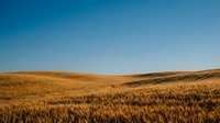 Golden wheat field stretching across rolling hills under clear blue sky during harvest season creating peaceful rural agricultural landscape.