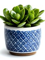 Vibrant jade plant succulent in blue and white ceramic pot with geometric pattern design, close-up view on white background for home decor and gardening concepts.