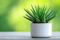 Small haworthia succulent plant in white ceramic pot on wooden surface against vibrant green blurred background for home decor and gardening concepts.