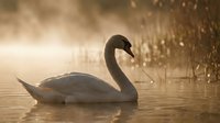 Elegant white swan swimming peacefully in golden morning light with misty water reflections and reed grass creating serene natural wildlife scene.