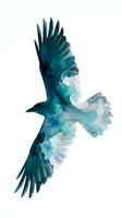 Watercolor eagle soaring with spread wings in teal and blue tones on white background, isolated for design projects and nature-themed artwork.