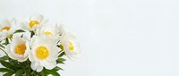 Fresh white peonies with yellow centers arranged on a light background, copy space on the right for text or design elements.