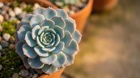 Blue-green succulent plant with rosette formation in terracotta pot, perfect for home decor and gardening projects with warm natural lighting.