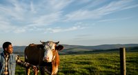 Young man in casual plaid shirt standing beside brown and white cow in open pasture with mountains and blue sky, suitable for agriculture, farming, and rural lifestyle content.