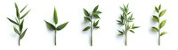 Fresh green bamboo leaves and stems arranged in row on white background, isolated botanical elements for natural design projects and eco-friendly concepts.