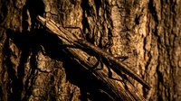 Weathered tree bark texture with deep grooves and natural wood grain patterns creating rustic organic surface for nature backgrounds and design projects.