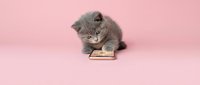 Gray kitten eating from a small bowl on pink background, suitable for pet food advertising, animal care content, and lifestyle marketing.