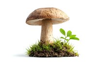 Brown forest mushroom growing in soil with green grass and small plants on white background, isolated for culinary or nature designs.