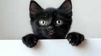Adorable black kitten with bright yellow eyes peeking over white surface, fluffy fur and tiny paws visible, perfect for pet adoption campaigns and animal care.
