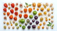 Colorful array of fresh physalis fruits in various stages of ripeness arranged on white background. Ground cherries with papery husks showcase natural organic produce variety.
