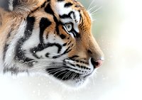 Close-up profile view of majestic tiger head with striking blue eye, detailed fur texture and whiskers against soft blurred background, dramatic wildlife portrait.