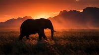 Majestic elephant silhouette walking across African savanna grassland during golden sunset with dramatic mountain ranges in background creating wildlife scene.