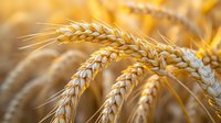 Golden ripe wheat ears close-up in sunlight with soft bokeh background. Agricultural field ready for harvest showing mature cereal crop details.