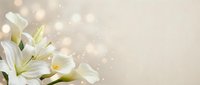 White lily flowers with soft bokeh lights and blurred background, suitable for wedding invitations, greeting cards, and spring-themed designs.