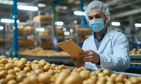 Male quality control inspector in protective workwear checking fresh potatoes on food processing production line. Industrial agriculture and food safety concept.