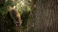 Curious raccoon climbing down tree trunk in natural forest habitat with dappled sunlight filtering through green leaves creating peaceful woodland scene.