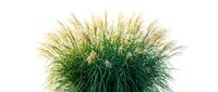 Ornamental grass bush with feathery plumes isolated on white background, perfect for garden design, landscaping, and nature projects.