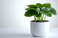 Lush green monstera plant with large tropical leaves growing in modern white ceramic pot against light background, minimalist home decor style.