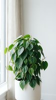 Lush green philodendron houseplant in white ceramic pot by bright window with natural light creating modern minimalist home decor atmosphere.