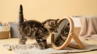 Curious tabby kitten looking at its reflection in a small round mirror on a beige background, exploring self-awareness in a cozy home setting.
