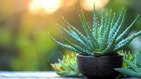 Succulent aloe plant in black ceramic pot against blurred natural background with golden bokeh lights, creating serene garden atmosphere.