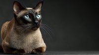 Siamese cat with striking blue eyes and dark points sitting gracefully against dark background. Studio portrait showcasing feline elegance and breed characteristics.
