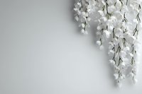 Elegant white orchid flowers cascading from top right corner against light gray background, creating minimalist composition with copy space for text.
