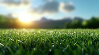 Fresh green grass field at sunrise with morning dew drops, natural blurred background with sunlight and mountains, macro close-up view of lawn texture.