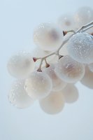 Frosted white grapes with water droplets in soft morning light, creating an ethereal and delicate composition against light background. Perfect for food photography.