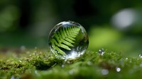 Green fern leaf reflected and magnified in crystal glass ball resting on moss with water drops, nature photography with bokeh background effect.
