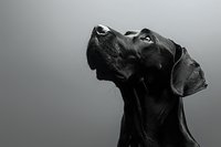 Black Great Dane dog profile portrait against gray background, looking up with noble expression. Dramatic lighting emphasizes elegant neck line and facial features.