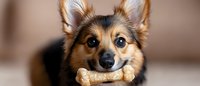 Small mixed breed dog with pointed ears holding bone treat in mouth while lying on floor indoors. Cute pet enjoying chew toy reward during training session.