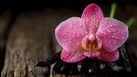 Pink orchid flower with water drops on dark wooden background, macro photography showing delicate petals texture and natural morning dew. Spa and wellness concept.