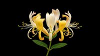 Lily flower cluster with yellow and cream petals, green stem and leaves, isolated on transparent background, ready for t-shirt design, clipart, stickers and print-on-demand projects.