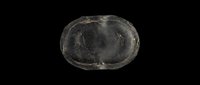 Worn dark leather horse hoof pad isolated on transparent background, ready for clipart, print on demand, stickers, T-shirt design, and sublimation use.