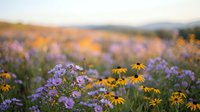 Wildflower meadow with purple asters and yellow black-eyed susans blooming in golden hour light creating dreamy bokeh background for nature photography.