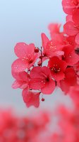 Delicate pink cherry blossoms with water droplets against soft blue background, creating romantic spring atmosphere for wedding and greeting card designs.