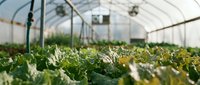 Fresh green lettuce growing in modern greenhouse with automated irrigation system for sustainable agriculture and organic farming production.