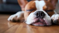 Sleeping Chihuahua dog close-up on wooden floor, focus on nose and mouth. Cute brown and white puppy resting peacefully at home, showing relaxed expression.