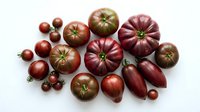Assorted heirloom tomato varieties in red, burgundy and brown tones arranged on white background. Fresh produce for cooking, gardening and culinary projects.