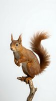 Red squirrel with fluffy tail perched on branch against white background, suitable for wildlife, nature, education, and children's content.
