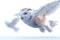 Majestic snowy owl in flight against white winter background, wings spread wide showing detailed feather patterns and piercing yellow eyes in close-up view.