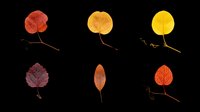 Six colorful autumn leaves in red, orange, and yellow tones, isolated on transparent background. Ready for clipart, stickers, t-shirt design, sublimation, and print on demand.