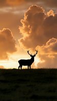 Majestic stag silhouette standing on grassy hill against dramatic golden sunset sky with billowing clouds for wildlife and nature themed designs.