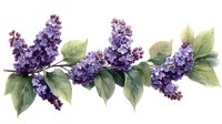 Purple lilac branch with green leaves on white background, watercolor style botanical illustration for spring season designs and floral arrangements.